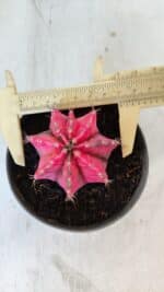 GYMNOCALYCIUM Mihanovichii Variegata Nº 560 – vaso 11