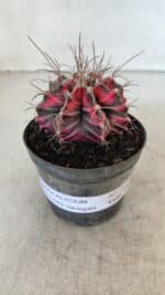 GYMNOCALYCIUM Mihanovichii Variegata Nº 561 – vaso 09 - Imagem 2