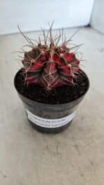 GYMNOCALYCIUM Mihanovichii Variegata Nº 561 – vaso 09 - Imagem 10