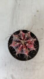 GYMNOCALYCIUM Mihanovichii Variegata Nº 561 – vaso 09 - Imagem 3