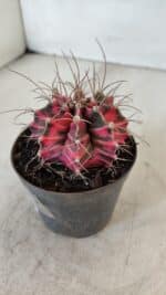 GYMNOCALYCIUM Mihanovichii Variegata Nº 561 – vaso 09 - Imagem 8