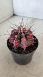 GYMNOCALYCIUM Mihanovichii Variegata Nº 561 – vaso 09 - Imagem 7