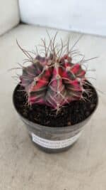 GYMNOCALYCIUM Mihanovichii Variegata Nº 561 – vaso 09 - Imagem 6