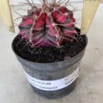 GYMNOCALYCIUM Mihanovichii Variegata Nº 561 – vaso 09