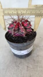 GYMNOCALYCIUM Mihanovichii Variegata Nº 561 – vaso 09