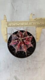 GYMNOCALYCIUM Mihanovichii Variegata Nº 561 – vaso 09 - Imagem 5