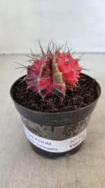 GYMNOCALYCIUM Mihanovichii Variegata Nº 562 – vaso 09 - Imagem 2