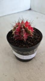 GYMNOCALYCIUM Mihanovichii Variegata Nº 562 – vaso 09 - Imagem 7
