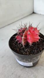 GYMNOCALYCIUM Mihanovichii Variegata Nº 562 – vaso 09 - Imagem 6