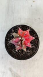 GYMNOCALYCIUM Mihanovichii Variegata Nº 562 – vaso 09 - Imagem 3