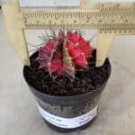 GYMNOCALYCIUM Mihanovichii Variegata Nº 562 – vaso 09
