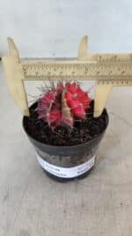 GYMNOCALYCIUM Mihanovichii Variegata Nº 562 – vaso 09