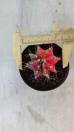 GYMNOCALYCIUM Mihanovichii Variegata Nº 562 – vaso 09 - Imagem 5