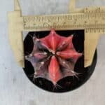 GYMNOCALYCIUM Mihanovichii Variegata Nº 563 – vaso 09