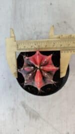 GYMNOCALYCIUM Mihanovichii Variegata Nº 563 – vaso 09