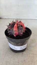 GYMNOCALYCIUM Mihanovichii Variegata Nº 563 – vaso 09 - Imagem 2