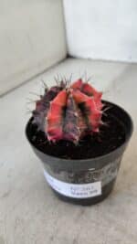 GYMNOCALYCIUM Mihanovichii Variegata Nº 563 – vaso 09 - Imagem 10