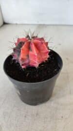 GYMNOCALYCIUM Mihanovichii Variegata Nº 563 – vaso 09 - Imagem 8