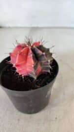 GYMNOCALYCIUM Mihanovichii Variegata Nº 563 – vaso 09 - Imagem 7