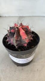 GYMNOCALYCIUM Mihanovichii Variegata Nº 563 – vaso 09 - Imagem 6