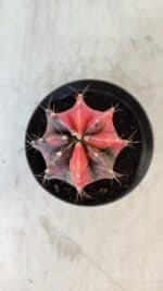 GYMNOCALYCIUM Mihanovichii Variegata Nº 563 – vaso 09 - Imagem 3