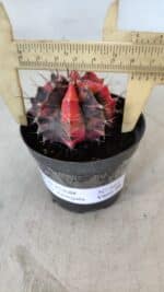 GYMNOCALYCIUM Mihanovichii Variegata Nº 563 – vaso 09 - Imagem 4