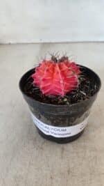 GYMNOCALYCIUM Mihanovichii Variegata Nº 564 – vaso 09 - Imagem 2