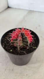 GYMNOCALYCIUM Mihanovichii Variegata Nº 564 – vaso 09 - Imagem 7