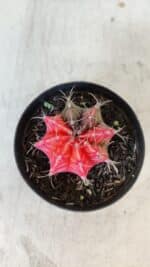 GYMNOCALYCIUM Mihanovichii Variegata Nº 564 – vaso 09 - Imagem 3