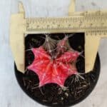 GYMNOCALYCIUM Mihanovichii Variegata Nº 564 – vaso 09