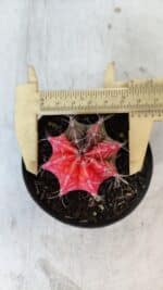 GYMNOCALYCIUM Mihanovichii Variegata Nº 564 – vaso 09