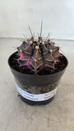 GYMNOCALYCIUM Mihanovichii Variegata Nº 565 – vaso 09 - Imagem 2