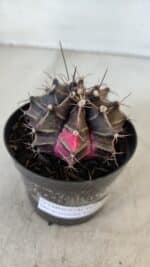 GYMNOCALYCIUM Mihanovichii Variegata Nº 565 – vaso 09 - Imagem 8