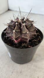 GYMNOCALYCIUM Mihanovichii Variegata Nº 565 – vaso 09 - Imagem 6
