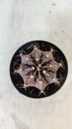 GYMNOCALYCIUM Mihanovichii Variegata Nº 565 – vaso 09 - Imagem 3