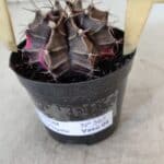 GYMNOCALYCIUM Mihanovichii Variegata Nº 565 – vaso 09