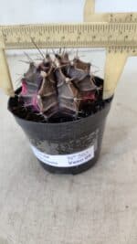 GYMNOCALYCIUM Mihanovichii Variegata Nº 565 – vaso 09