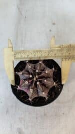 GYMNOCALYCIUM Mihanovichii Variegata Nº 565 – vaso 09 - Imagem 5