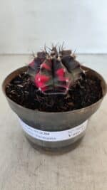 GYMNOCALYCIUM Mihanovichii Variegata Nº 566 – vaso 11 - Imagem 2