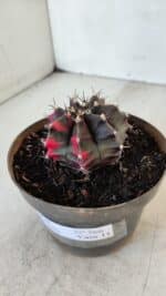 GYMNOCALYCIUM Mihanovichii Variegata Nº 566 – vaso 11 - Imagem 10