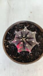 GYMNOCALYCIUM Mihanovichii Variegata Nº 566 – vaso 11 - Imagem 9