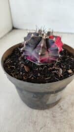 GYMNOCALYCIUM Mihanovichii Variegata Nº 566 – vaso 11 - Imagem 8