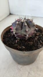 GYMNOCALYCIUM Mihanovichii Variegata Nº 566 – vaso 11 - Imagem 7