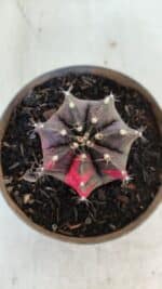 GYMNOCALYCIUM Mihanovichii Variegata Nº 566 – vaso 11 - Imagem 3