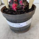 GYMNOCALYCIUM Mihanovichii Variegata Nº 566 – vaso 11