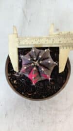 GYMNOCALYCIUM Mihanovichii Variegata Nº 566 – vaso 11 - Imagem 5