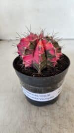 GYMNOCALYCIUM Mihanovichii Variegata Nº 567 – vaso 09 - Imagem 2