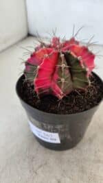 GYMNOCALYCIUM Mihanovichii Variegata Nº 567 – vaso 09 - Imagem 8