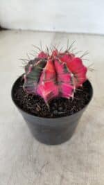 GYMNOCALYCIUM Mihanovichii Variegata Nº 567 – vaso 09 - Imagem 7