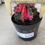 GYMNOCALYCIUM Mihanovichii Variegata Nº 567 – vaso 09